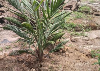 Proyek Replanting Kelapa Sawit Afdeling I Kebun Marihat Diduga Tidak Sesuai Ketentuan Pola Tanam