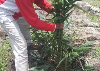 Karyawan Tetap PTPN IV Unit Kebun Marihat Dipekerjakan Menanam Pohon Sawit di Proyek Replanting