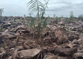 Proyek Peremajaan Sawit Afdeling V Kebun Marihat Amburadul. Pohon Sawit Baru Dikelilingi Sisa Chippingan